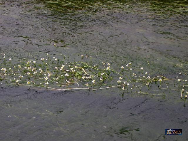 ranunculus  penicillatus.JPG